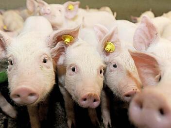 Das Tierwohl spielt im Bild einer modernen Landwirtschaft nach Ansicht des Referenten eine wichtige Rolle. Foto: Ingo Wagner, dpa