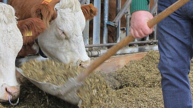 Die 180 K&uuml;he von Erwin Schwarz geben t&auml;glich rund 4200 Liter Milch. Foto: Dominic Buckreus