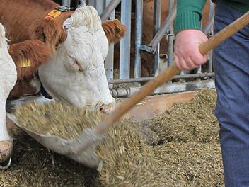 Die 180 Kühe von Erwin Schwarz geben täglich rund 4200 Liter Milch. Foto: Dominic Buckreus