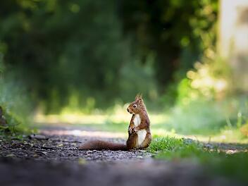 Symbolfoto: eluxirphoto/pixabay