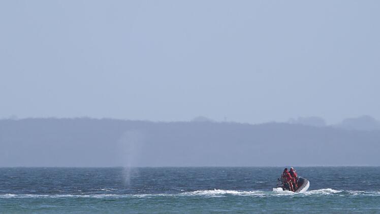 Wal an der Ostseek&uuml;ste wieder frei