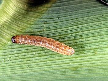 Schon die Raupe des Maiszünslers schwächt durch ihre Fraßgänge die Standfestigkeit der Pflanze.  Foto: Splintercellguy