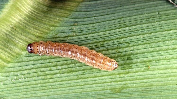 Schon die Raupe des Maiszünslers schwächt durch ihre Fraßgänge die Standfestigkeit der Pflanze.  Foto: Splintercellguy