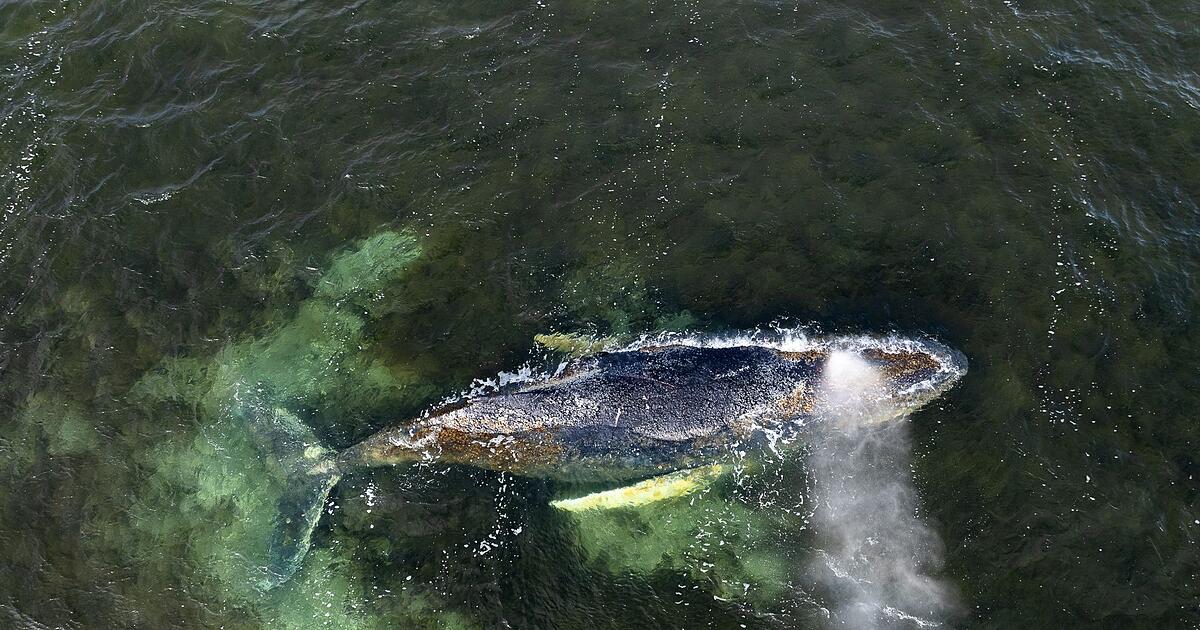 Where is 'Timmy'? Fate of the Baltic whale remains unclear.