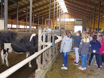 F&uuml;r die Milchk&uuml;he im modernen Laufstall gab es Futter und jede Menge Streicheleinheiten.&nbsp;Heike Sch&uuml;lein