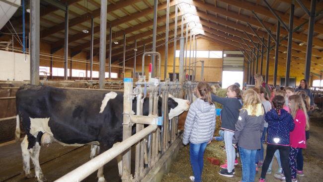 Für die Milchkühe im modernen Laufstall gab es Futter und jede Menge Streicheleinheiten. Heike Schülein