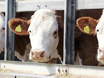 45 bis 50 Kilo Futter verdrückt eine Kuh pro Tag. Das geht ganz schön ins Geld, besonders, wenn man Futter nicht vom eigenen Feld ernten kann, sondern zukaufen muss. Viele Landwirte im Kreis Haßberge zwingen die Auswirkungen des Dürresommers zu diesem Schritt. Foto: Eckehard Kiesewetter