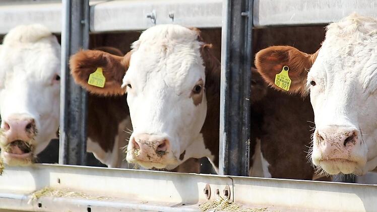 45 bis 50 Kilo Futter verdrückt eine Kuh pro Tag. Das geht ganz schön ins Geld, besonders, wenn man Futter nicht vom eigenen Feld ernten kann, sondern zukaufen muss. Viele Landwirte im Kreis Haßberge zwingen die Auswirkungen des Dürresommers zu diesem Schritt. Foto: Eckehard Kiesewetter