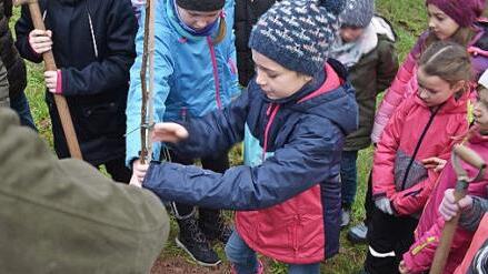Wie pflanzt man einen Walnussbaum: Die Experten zeigten es den Drittkl&auml;ssern aus Aidhausen. Foto: Norbert Schmucker