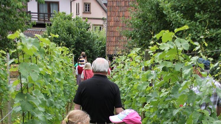 Kleine Weinlage in Untermerzbach