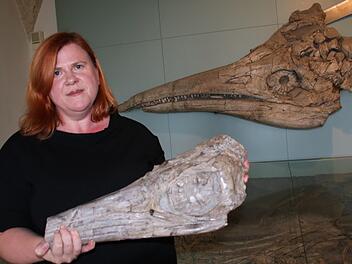 Brigitte Eichner-Grünbeck zeigt vor dem großen Fischsaurierkopf einen weiteren versteinerten Ichthyosaurus-Schädel, der sich derzeit jedoch im Depot befindet.Matthias Einwag