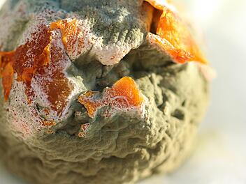 Schimmel Symbolbild: Sandy Millar/unsplash.com