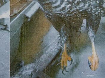 Das getötete Sperber-Weibchen entdeckte eine Bewohnerin aus Effeltrich in einer Feldscheune. Foto: Repro Barbara Herbst