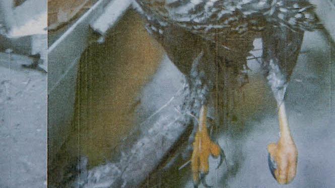Das getötete Sperber-Weibchen entdeckte eine Bewohnerin aus Effeltrich in einer Feldscheune. Foto: Repro Barbara Herbst