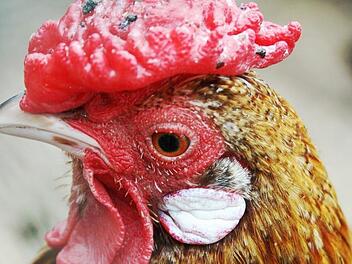 Am Mittwoch flüchtete sich ein Mann vor einer Polizeikontrolle in einen Hühnerstall in Waldberg. Am Mittwoch flüchtete sich ein Mann vor einer Polizeikontrolle in einen Hühnerstall in Waldberg.