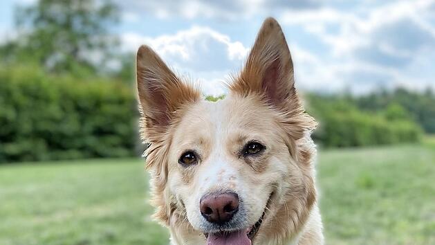 Die zweieinhalb Jahre alte Stella, ein Harzer Fuchsmix, braucht viel Bewegung und Aufgaben.