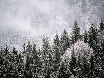 Holzdiebstahl im Waldgebiet in Leinburg: Polizei sucht Zeugen Holzdiebstahl im Waldgebiet in Leinburg: Polizei sucht Zeugen
