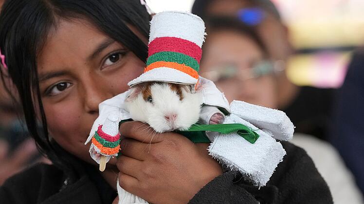 Meerschweinchenrennen in Ecuador