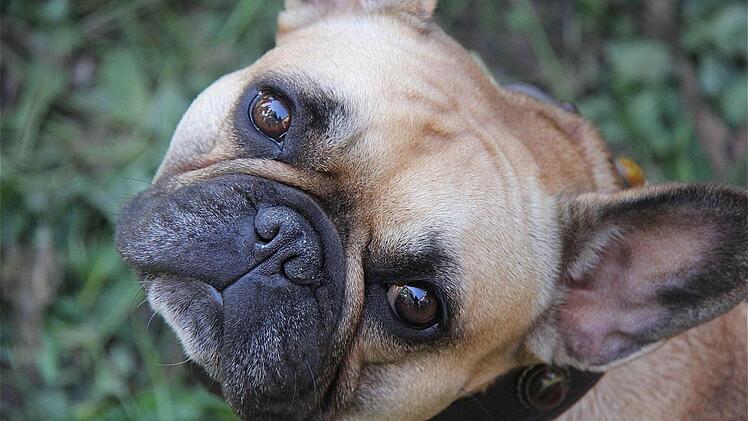 Eine französische Bulldogge