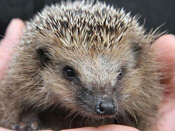 Der kleine Igel schaut neugierig in die Welt. Er hat noch Milchzähne und überproportional große Füße - alles Hinweise, dass es sich eindeutig um einen Babyigel handelt. Der Igel wurde in der Wildtierauffangstation Stadtsteinach von Zecken und Flöhen befreit und entwurmt - jetzt nimmt er täglich zu und kann im Frühling wieder ausgewildert werden. Foto: Sonja Adam