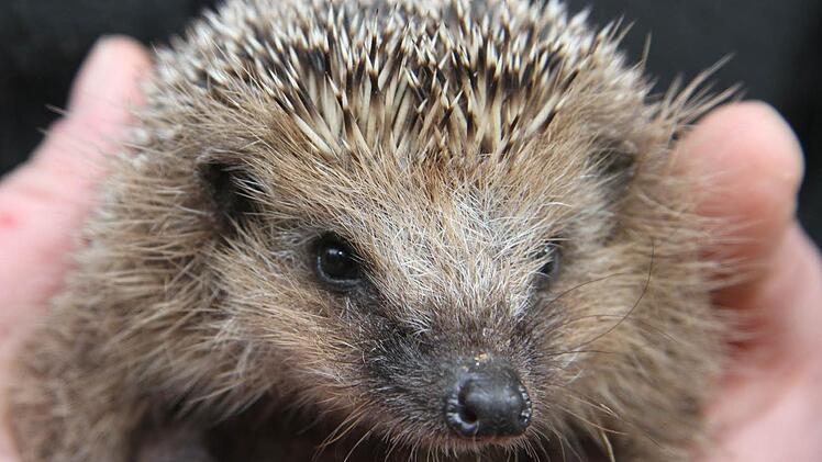 Der kleine Igel schaut neugierig in die Welt. Er hat noch Milchzähne und überproportional große Füße - alles Hinweise, dass es sich eindeutig um einen Babyigel handelt. Der Igel wurde in der Wildtierauffangstation Stadtsteinach von Zecken und Flöhen befreit und entwurmt - jetzt nimmt er täglich zu und kann im Frühling wieder ausgewildert werden. Foto: Sonja Adam