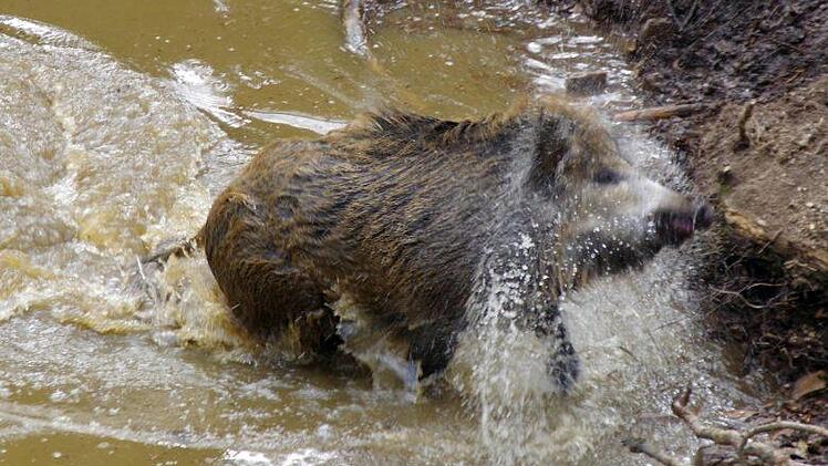 In seinem neuen Domizil fühlt sich Willi nach einem Bad pudelwohl. Foto: Wildpark Waldhaus