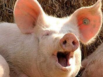 Wer Schwein hat beim Bürgerschießen in Ebern, der kann ein veritables Schwein gewinnen. Foto: Symbilbild/Archiv
