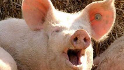 Wer Schwein hat beim Bürgerschießen in Ebern, der kann ein veritables Schwein gewinnen. Foto: Symbilbild/Archiv