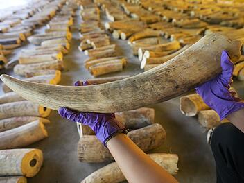 Elefanten-Wilderer auf Sumatra festgenommen