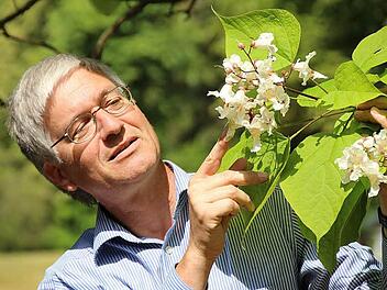Werner Pilz vom Grünflächenamt der Stadt Coburg zeigt die auffälligen Blüten des Trompetenbaumes. Sie sitzen in üppigen Rispen über den herzförmigen hellgrünen Blättern.  Fotos: Ulrike Nauer