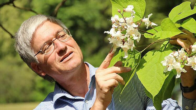 Werner Pilz vom Grünflächenamt der Stadt Coburg zeigt die auffälligen Blüten des Trompetenbaumes. Sie sitzen in üppigen Rispen über den herzförmigen hellgrünen Blättern.  Fotos: Ulrike Nauer