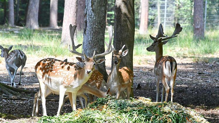 Das Damwild im Freigehege direkt an der Kreisstraße ERH 6 wird von den Förstern täglich gefüttert. Die sechs Hirsche und zehn weiblichen Tiere fressen Gemüse- und Kartoffelreste aus einem Verarbeitungsbetrieb im Knoblauchsland. Foto: Ronald Rinklef