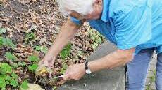 Hans Krautblatter schneidet einen Pilz ab.