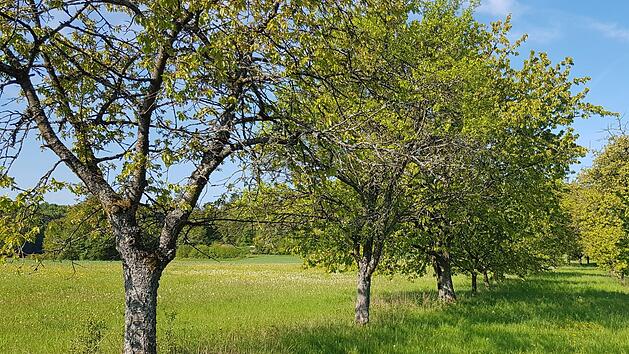 Noch ist nicht gekl&auml;rt, welche Streuobst-Fl&auml;chen konkret k&uuml;nftig unter Naturschutz fallen. Mitte Juli soll das Artenschutz-Gesetz verabschiedet werden. Foto: Ronald Heck