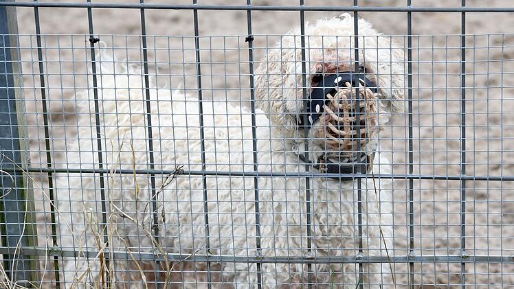 Problemhunde im Tierheim