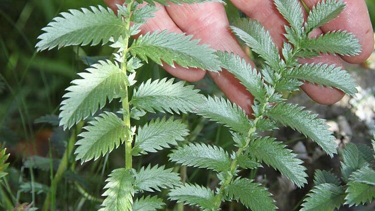 Gänsefingerkraut: Das Gänsefingerkraut hilft, wenn Kinder Bauchschmerzen haben und wurde schon von Pfarrer Kneipp empfohlen, weiß Kräuterexpertin Edith Wagner. Junge Blätter eignen sich als Wildgemüse. Wagner verwendet getrocknetes und kleinpüriertes Gänsefingerkraut auch als Zutat für Kräutersalz.