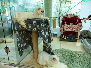 Haustiere sind keine Weihnachtsgeschenke: Tierheim Nürnberg stellt Vermittlung über die Feiertage ein