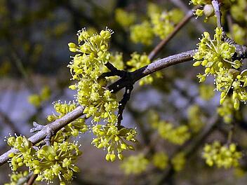 Die unzähligen kleinen gelben Blüten der Kornelkirsche leuchten jetzt in Gärten. (Foto: Archiv)