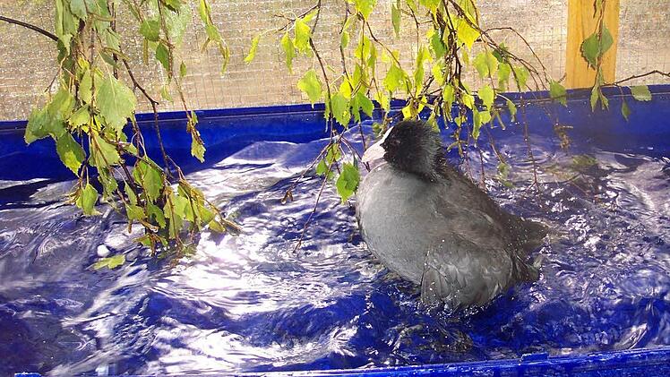 Blässhuhn Fifi planscht, darüber der Siebenschläfer