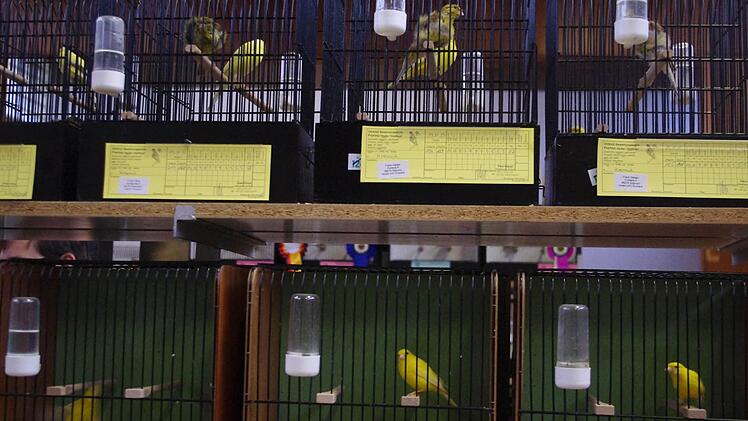 Am Wochenende richtete der Vogelzucht- und Schutzverein Kronach eine große Vogelschau in der Mitwitzer Turnhalle aus. Foto: Heike Schülein