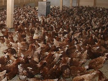 14 500 Hühner legen bislang in Heubsch ihre Eier. Jetzt soll ein zweiter Stall für weitere 22 500 Legehennen dazukommen. Foto: Archiv/Matthias Beetz