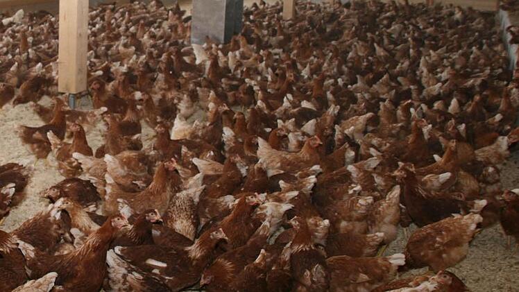 14 500 Hühner legen bislang in Heubsch ihre Eier. Jetzt soll ein zweiter Stall für weitere 22 500 Legehennen dazukommen. Foto: Archiv/Matthias Beetz