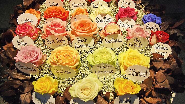 Ein Teil der Rosensorten, die es im Rosengarten in Bad Kissingen gibt. Foto: Sigismund von Dobschütz