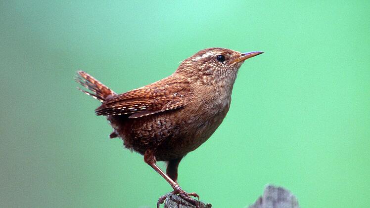 Silvester-B&ouml;llerei l&auml;sst Tiere leiden