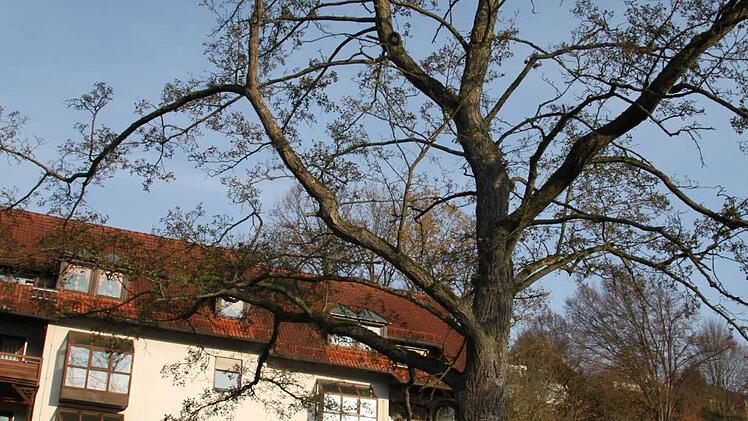 In Bad Brückenau muss die Erle an der Georgi-Halle weichen.