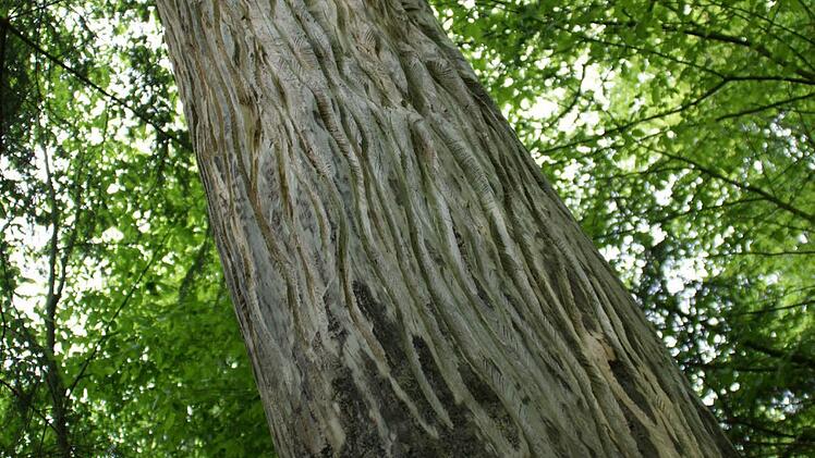 Wer möchte diesem Gesellen nicht am Bart zupfen?