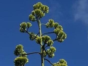 So sehen die Blüten einer Agave aus.Tina Meier