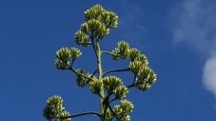 So sehen die Blüten einer Agave aus.Tina Meier