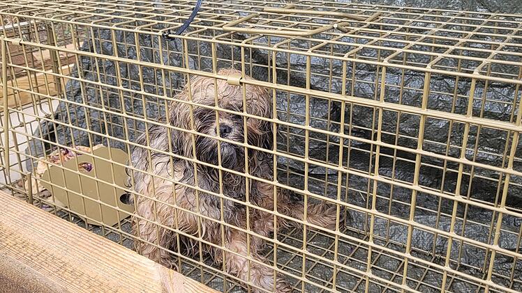 Tierheim Kulmbach: Acht verängstigte Hunde ausgesetzt - "um sich geschnappt und gebissen"