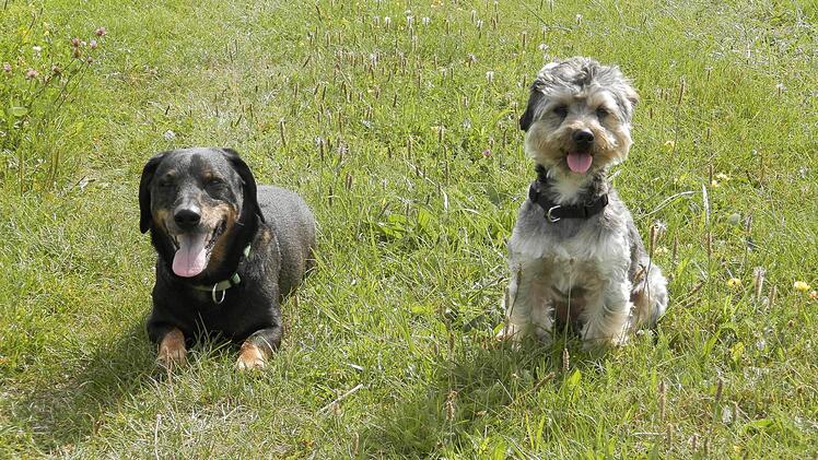 Timmy und Spike (Matthias Schaper)